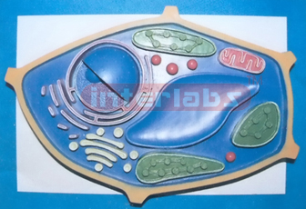 PLANT CELL MODEL